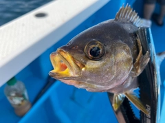 イサキの釣果