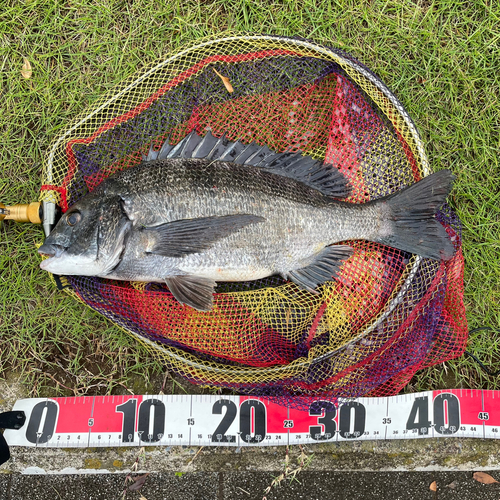 クロダイの釣果