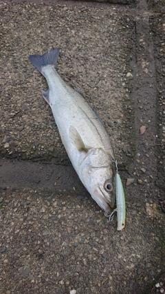 セイゴ（マルスズキ）の釣果