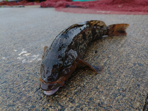 アイナメの釣果