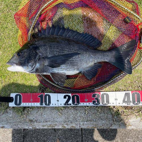 クロダイの釣果