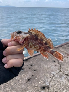 カサゴの釣果