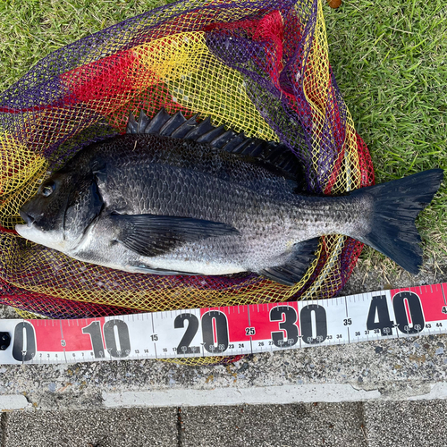 クロダイの釣果