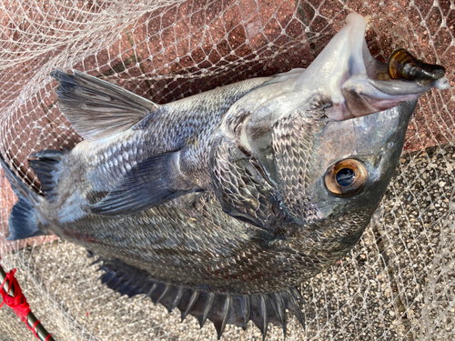 チヌの釣果