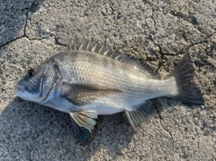 クロダイの釣果