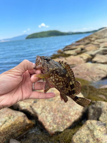 カサゴの釣果