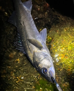 スズキの釣果