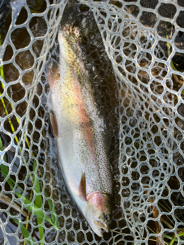 ニジマスの釣果