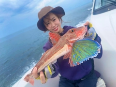 ホウボウの釣果