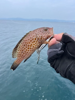 オオモンハタの釣果