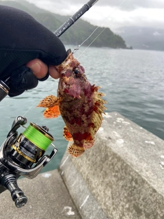 ヨロイメバルの釣果