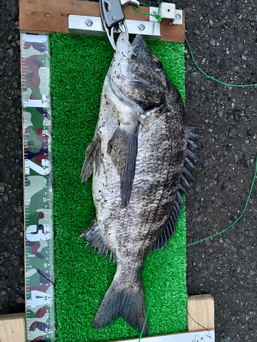 クロダイの釣果