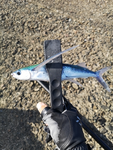 トビウオの釣果