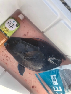 アオブダイの釣果