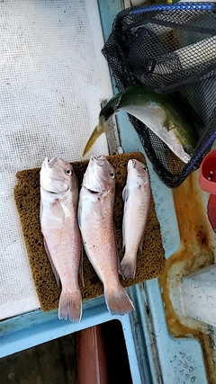 アマダイの釣果