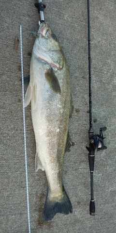 シーバスの釣果