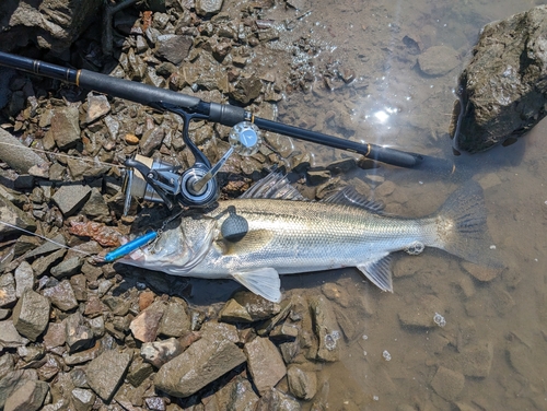 釣果