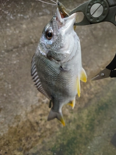 キビレの釣果