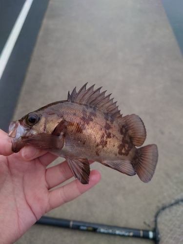 メバルの釣果