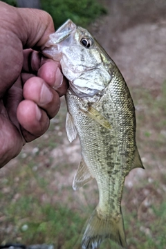 ラージマウスバスの釣果