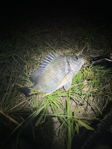 キビレの釣果