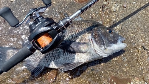 チヌの釣果