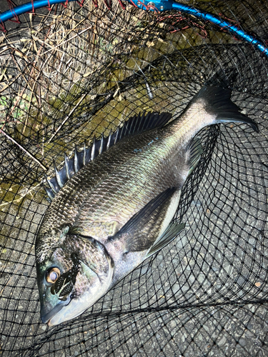 チヌの釣果