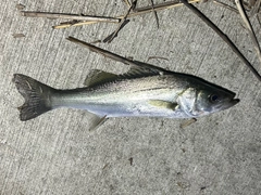 セイゴ（タイリクスズキ）の釣果