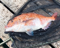 マダイの釣果