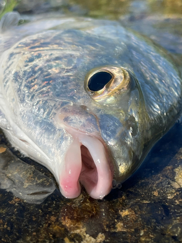 ツッパリサギの釣果