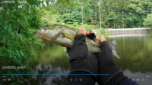 ラージマウスバスの釣果