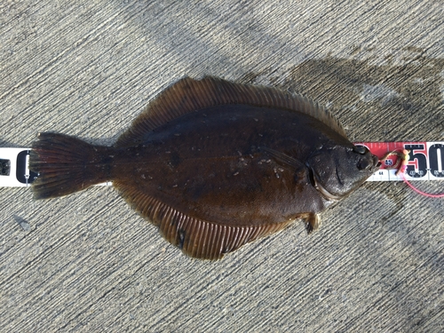 マコガレイの釣果