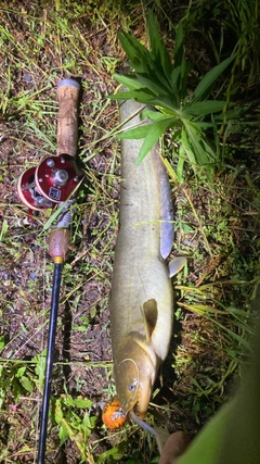 マナマズの釣果