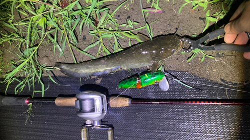 マナマズの釣果