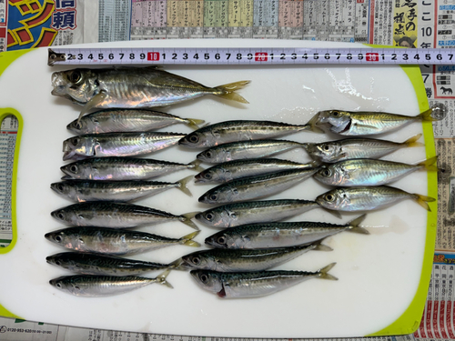 アジの釣果