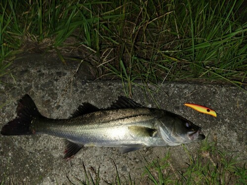 セイゴ（マルスズキ）の釣果