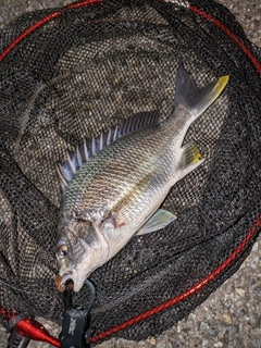 キビレの釣果