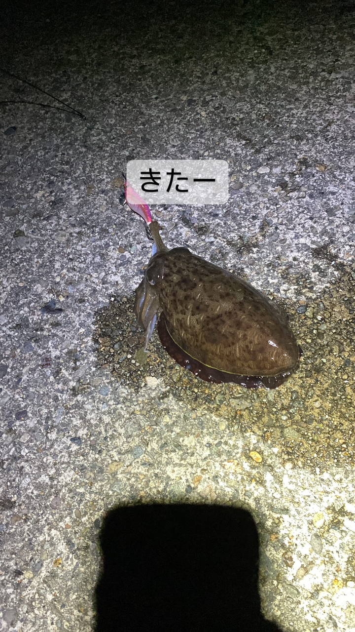 コウイカ