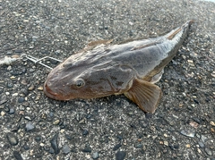 マゴチの釣果