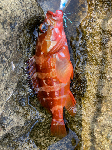 アカハタの釣果