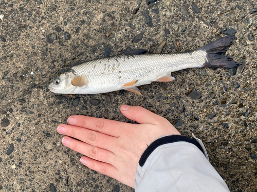 ウグイの釣果