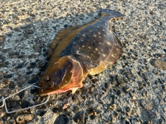 ヒラメの釣果