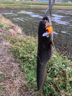 ナマズの釣果