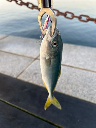 ワカシの釣果