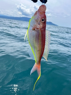 イトヨリダイの釣果