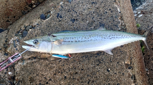 サゴシの釣果