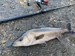 シーバスの釣果