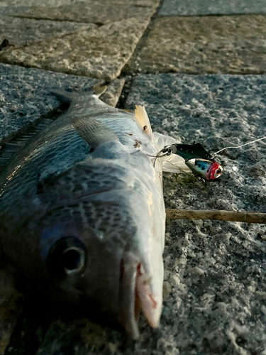 キビレの釣果