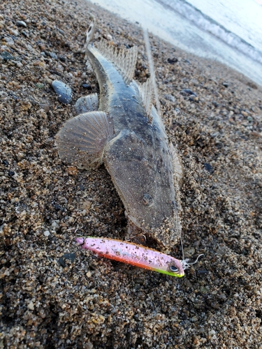 マゴチの釣果