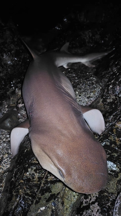 サメの釣果